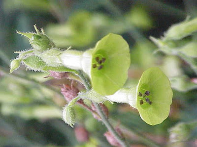 راهنمای نگهداری و پرورش گل و گیاهان زینتی - تنباکوی بالدار